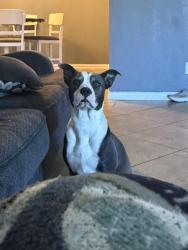 Lost Female Dog last seen Frey st, Houston, TX 77034