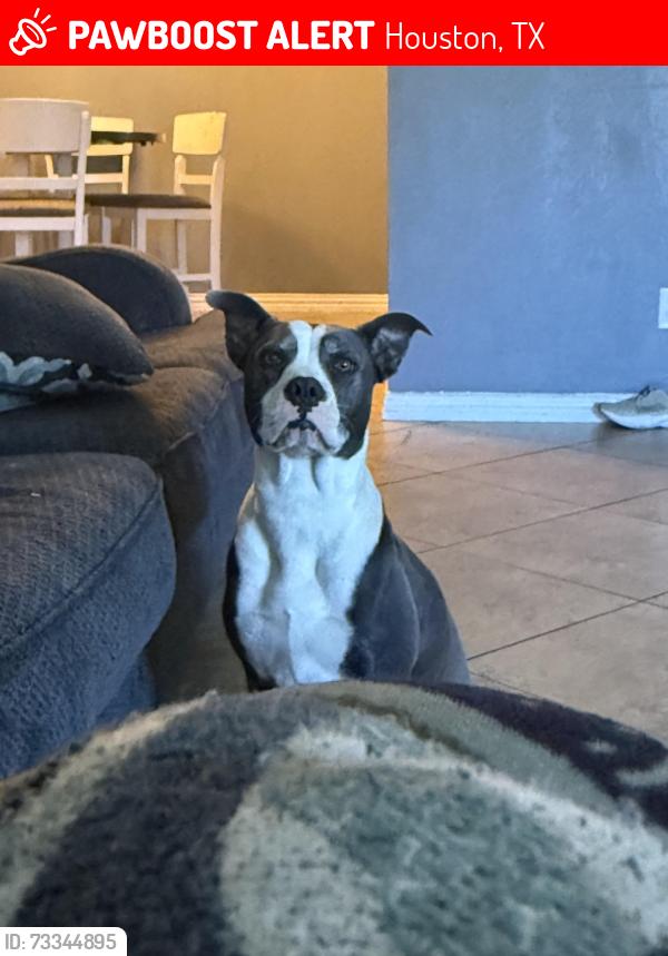 Lost Female Dog last seen Frey st, Houston, TX 77034
