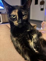 Reunited Female Cat last seen Colonial homes, Atlanta, GA 30309