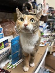Reunited Female Cat last seen Grist mill rd and surrey rd, Littleton, MA 01460