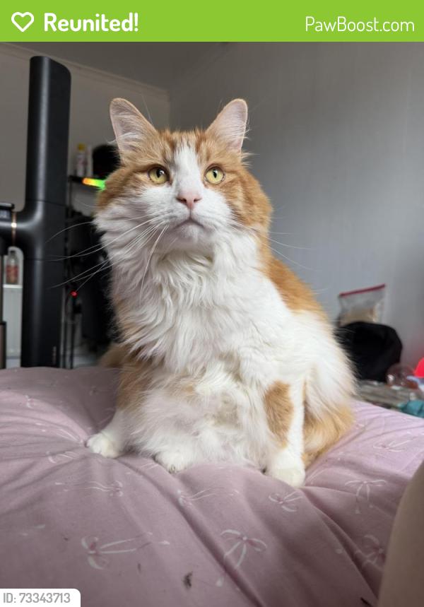 Reunited Male Cat last seen Tesco, Worcestershire, England DY13 9AY