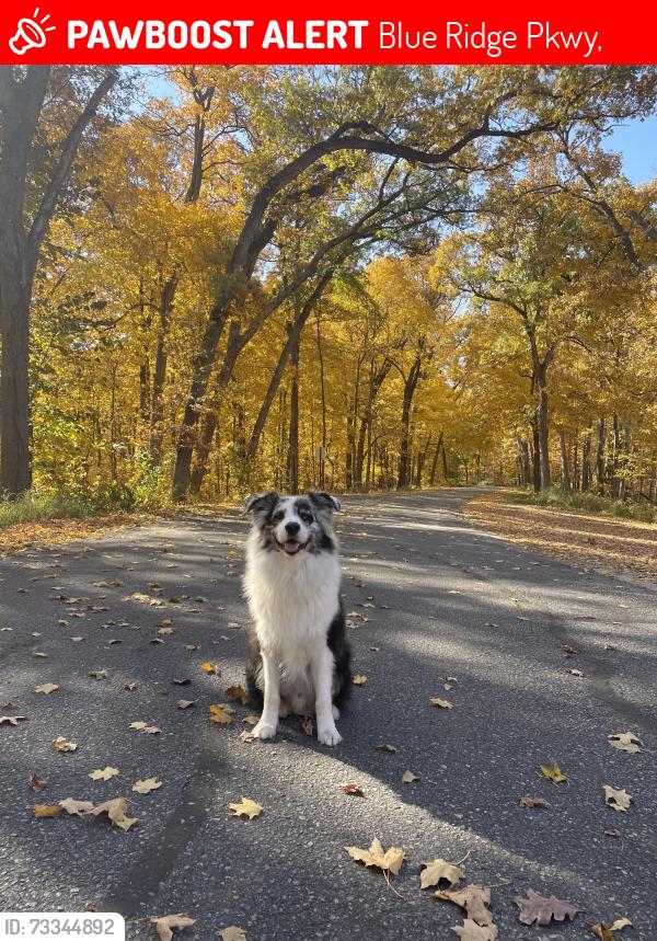 Lost Male Dog last seen Graveyard field trail loop by the lower falls, Blue Ridge Pkwy,  27024
