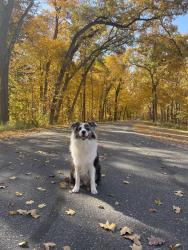 Lost Male Dog last seen Graveyard field trail loop by the lower falls, Blue Ridge Pkwy,  27024