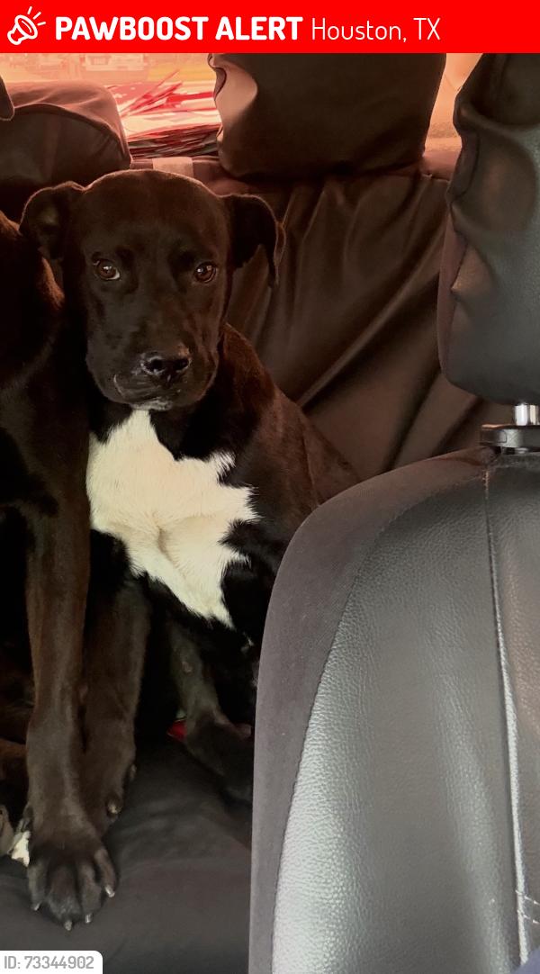 Lost Male Dog last seen Frey st, Houston, TX 77034