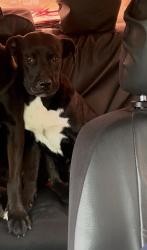 Lost Male Dog last seen Frey st, Houston, TX 77034