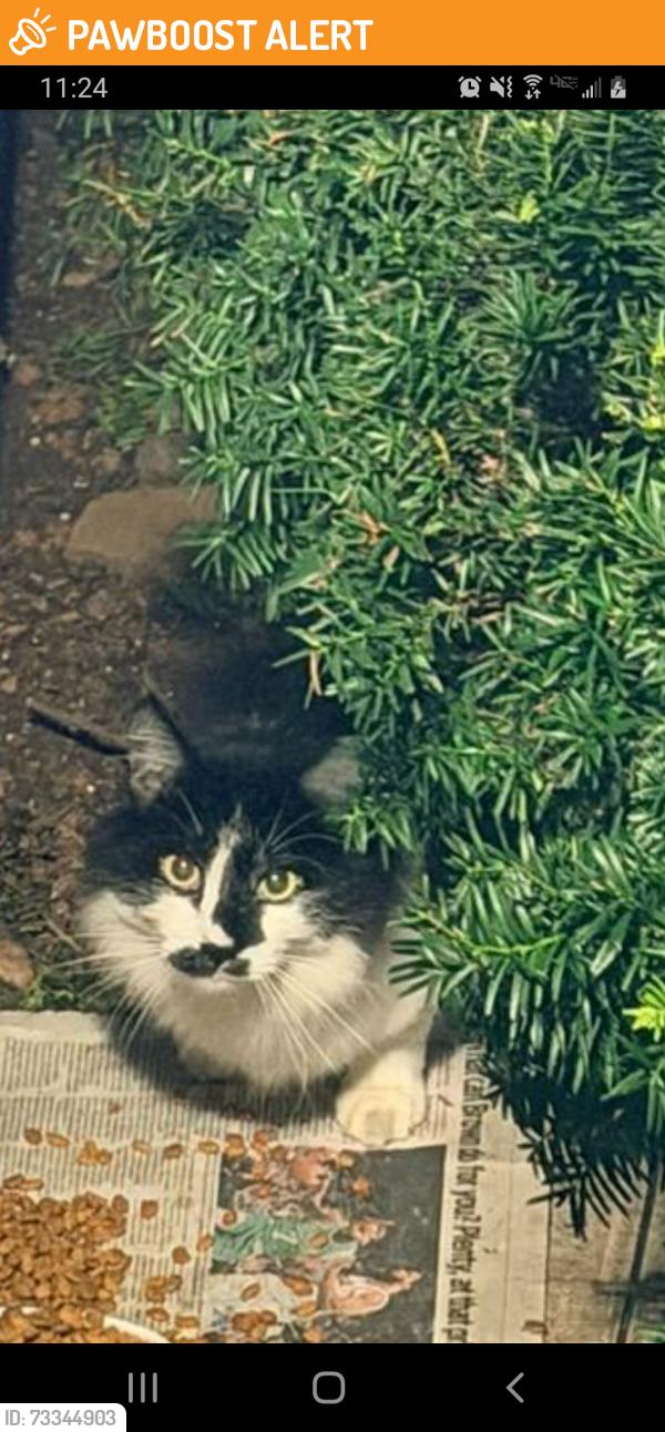 Found/Stray Male Cat last seen Route 27 & Vliet, Franklin Township, NJ 08902