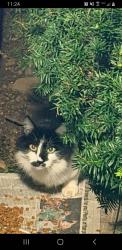 Found/Stray Male Cat last seen Route 27 & Vliet, Franklin Township, NJ 08902
