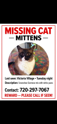 Lost Male Cat last seen Across the street from Bear Creek Highschool, Lakewood, CO 80227