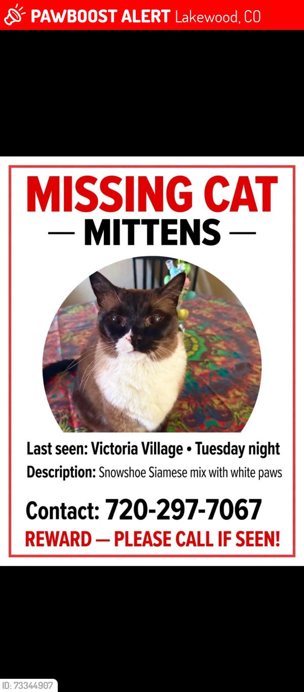 Lost Male Cat last seen Across the street from Bear Creek Highschool, Lakewood, CO 80227
