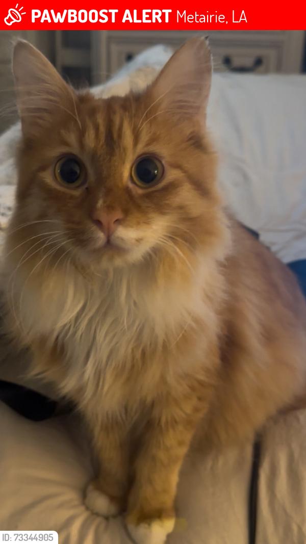 Lost Male Cat last seen Hastings & Ithica, Metairie, LA 70006