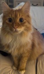 Lost Male Cat last seen Hastings & Ithica, Metairie, LA 70006