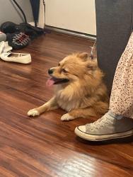 Found/Stray Male Dog last seen Jewel St and Salmon, Sachse, TX 75048