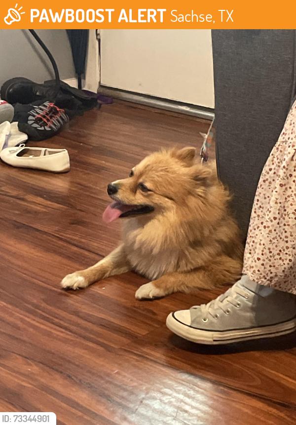 Found/Stray Male Dog last seen Jewel St and Salmon, Sachse, TX 75048