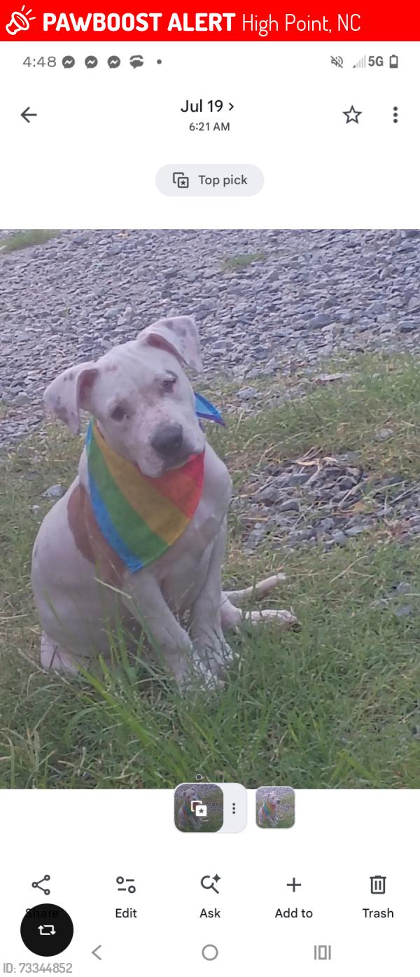 Lost Female Dog last seen Lexington Ave...wickam ave, kivette Dr, n scientific, High Point, NC 27260