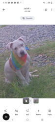 Lost Female Dog last seen Lexington Ave...wickam ave, kivette Dr, n scientific, High Point, NC 27260