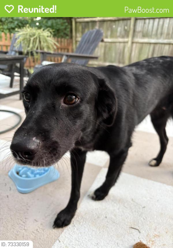 Reunited Female Dog last seen Bibb City Event Center, Columbus, GA 31904