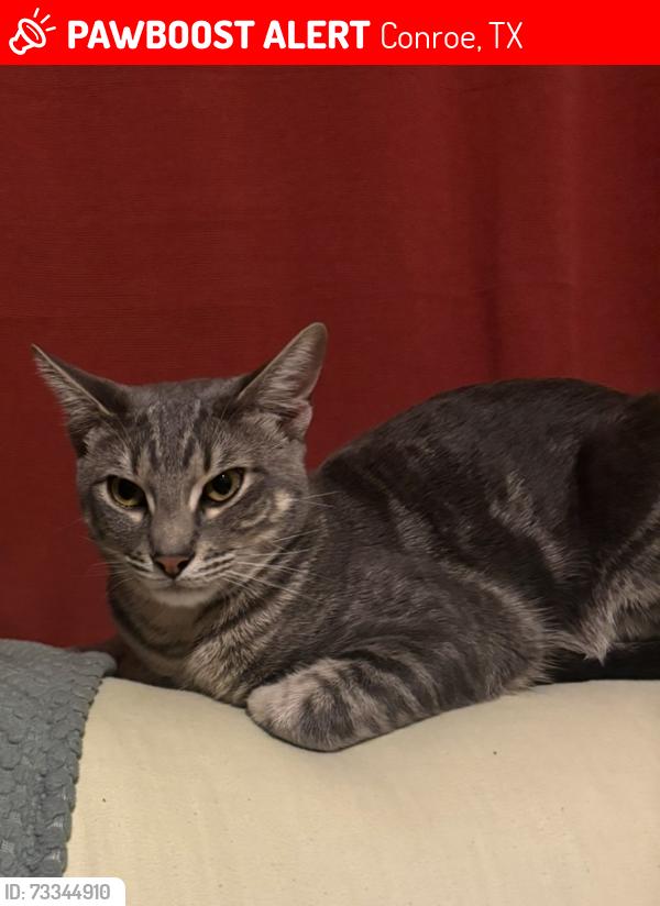 Lost Male Cat last seen Country West, Conroe, TX 77302