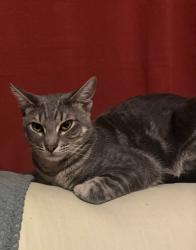 Lost Male Cat last seen Country West, Conroe, TX 77302