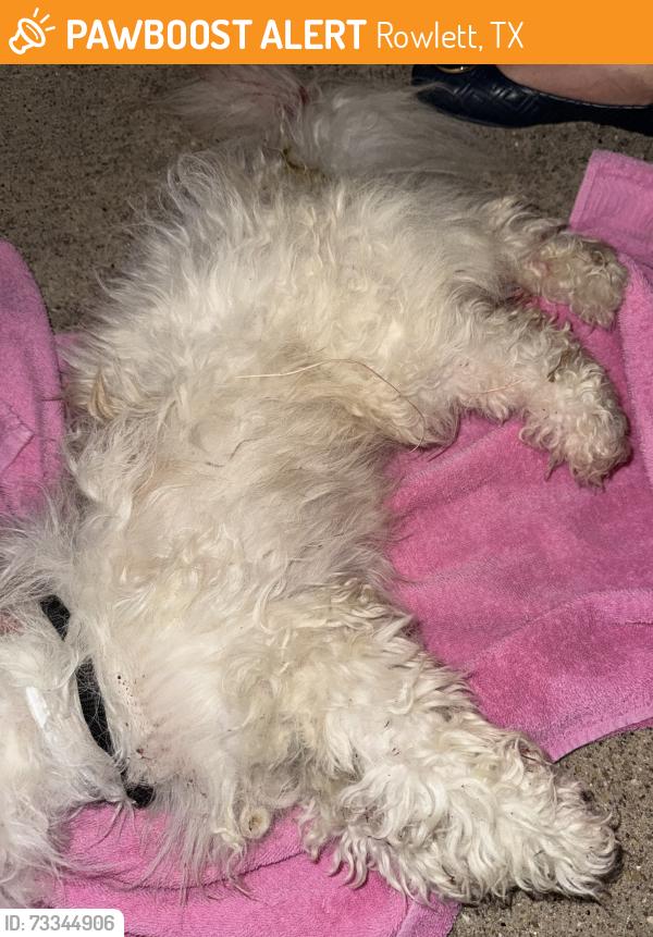 Found/Stray Male Dog last seen On Dalrock Rd somewhere between Linda Vista Dr and Woodside Rd, Rowlett, TX 75088