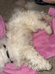 Found/Stray Male Dog last seen On Dalrock Rd somewhere between Linda Vista Dr and Woodside Rd, Rowlett, TX 75088