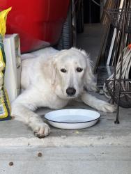 Reunited Unknown Dog last seen W branch rd, garland, tx, Garland, TX 75040