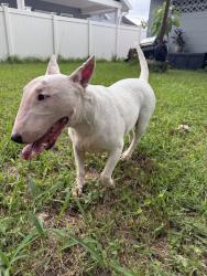 Reunited Female Dog last seen Vassar St, Orlando, FL 32804, USA, Orlando, FL 32804