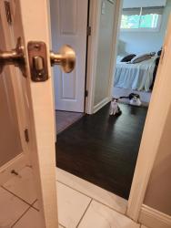 Lost Female Cat last seen Near Viburnum Lane, Levittown, PA 19054
