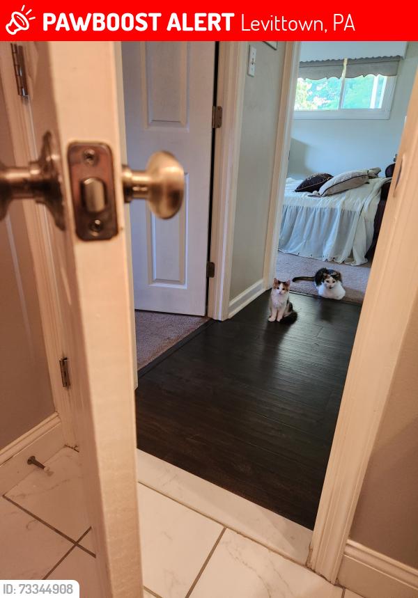 Lost Female Cat last seen Near Viburnum Lane, Levittown, PA 19054