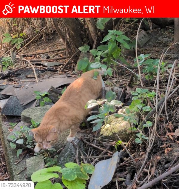 Lost Male Cat last seen East Brady Street, Milwaukee, WI 53202