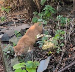 Lost Male Cat last seen East Brady Street, Milwaukee, WI 53202