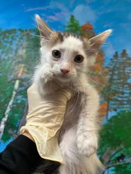 Shelter Stray Female Cat last seen Bexar County, 3353 Morningside Dr, New Braunfels, TX 78132, USA