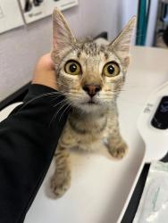 Shelter Stray Female Cat last seen Bexar County, 3353 Morningside Dr, New Braunfels, TX 78132, USA
