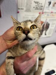 Shelter Stray Male Cat last seen Bexar County, 3353 Morningside Dr, New Braunfels, TX 78132, USA
