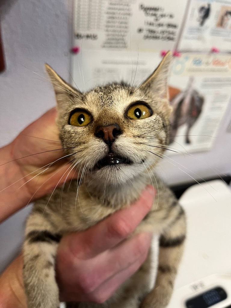 Shelter Stray Male Cat last seen Bexar County, 3353 Morningside Dr, New Braunfels, TX 78132, USA