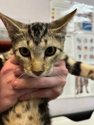 Shelter Stray Male Cat last seen Bexar County, 3353 Morningside Dr, New Braunfels, TX 78132, USA