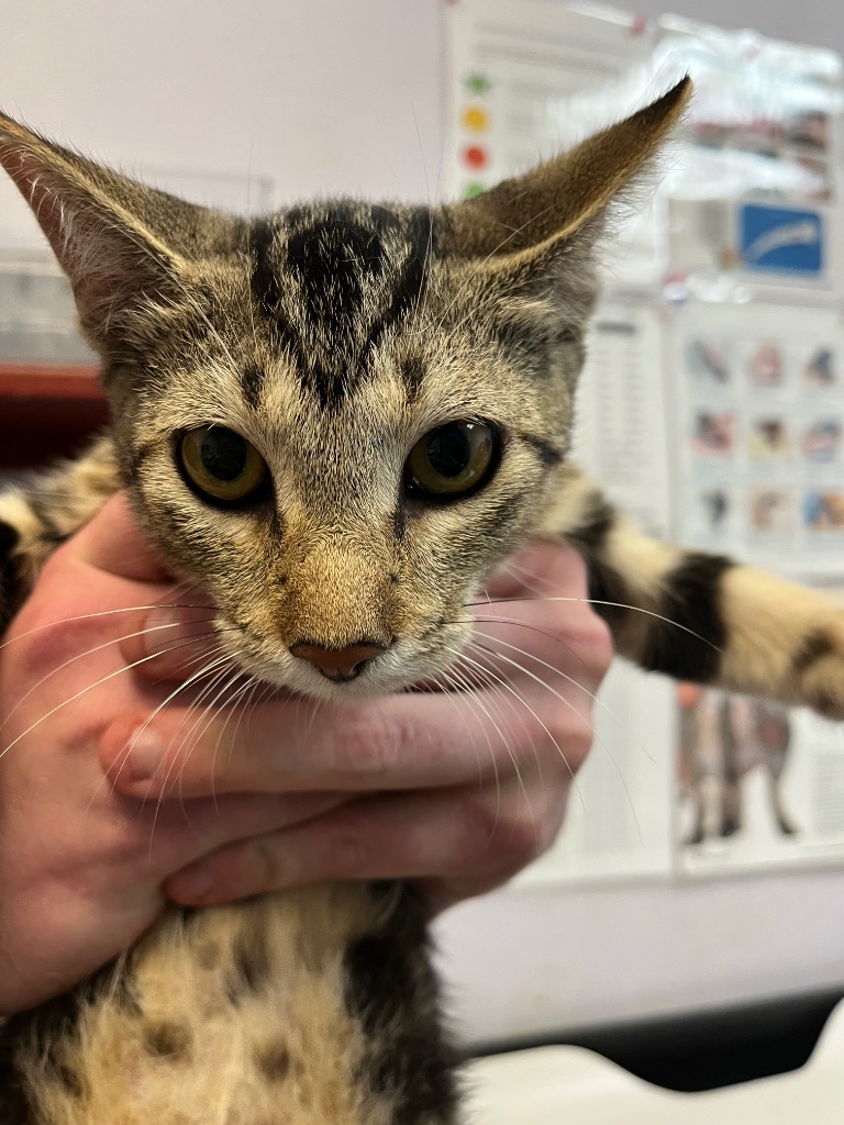 Shelter Stray Male Cat last seen Bexar County, 3353 Morningside Dr, New Braunfels, TX 78132, USA