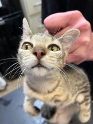 Shelter Stray Male Cat last seen Bexar County, 3353 Morningside Dr, New Braunfels, TX 78132, USA