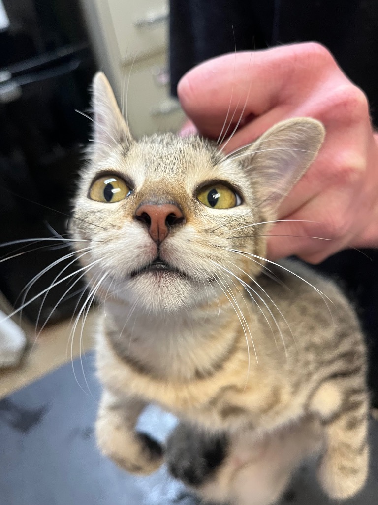 Shelter Stray Male Cat last seen Bexar County, 3353 Morningside Dr, New Braunfels, TX 78132, USA