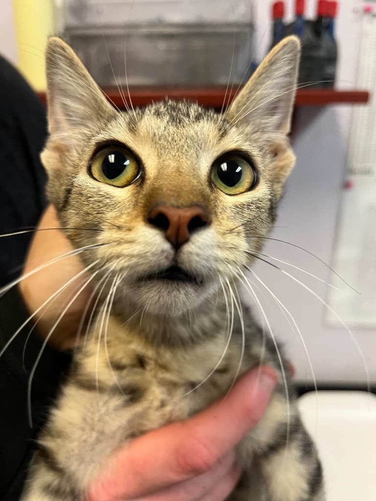 Shelter Stray Male Cat last seen Bexar County, 3353 Morningside Dr, New Braunfels, TX 78132, USA