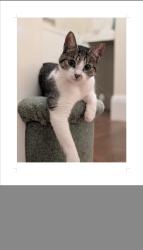 Lost Female Cat last seen Three mariners pub Lancaster, Lancashire, England 