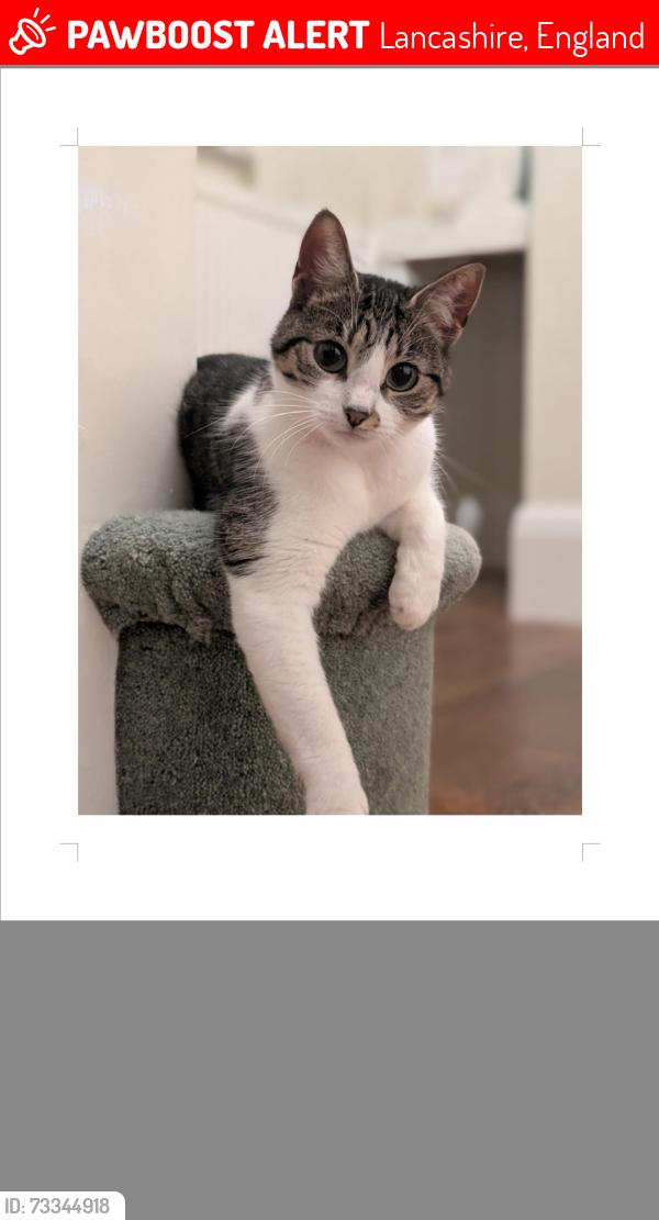 Lost Female Cat last seen Three mariners pub Lancaster, Lancashire, England 
