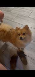 Reunited Male Dog last seen Sasche rd and salmon ests, Sachse, TX 75048
