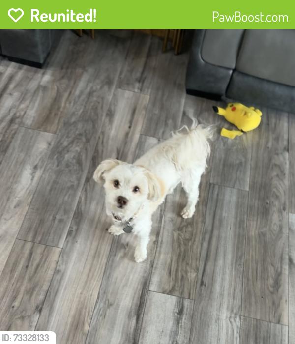 Reunited Female Dog last seen timber stone drive, Macomb Township, MI 48042