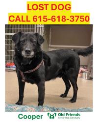 Lost Male Dog last seen Cool Springs Blvd from Carronbridge Subdivision going into Enclave., Franklin, TN 37067