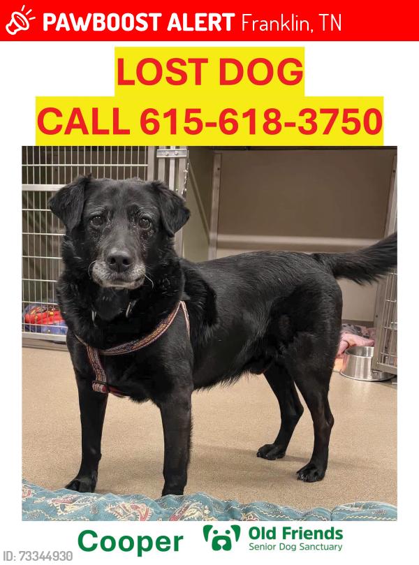 Lost Male Dog last seen Cool Springs Blvd from Carronbridge Subdivision going into Enclave., Franklin, TN 37067