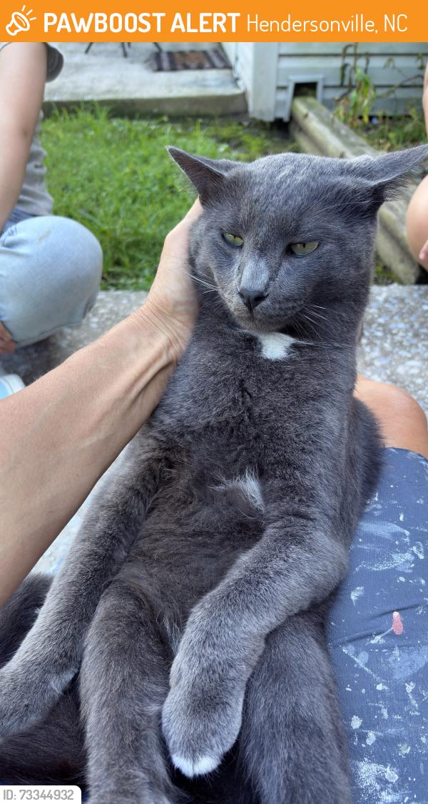 Found/Stray Male Cat last seen Hebron Rd and Hall St, Hendersonville, NC 28739