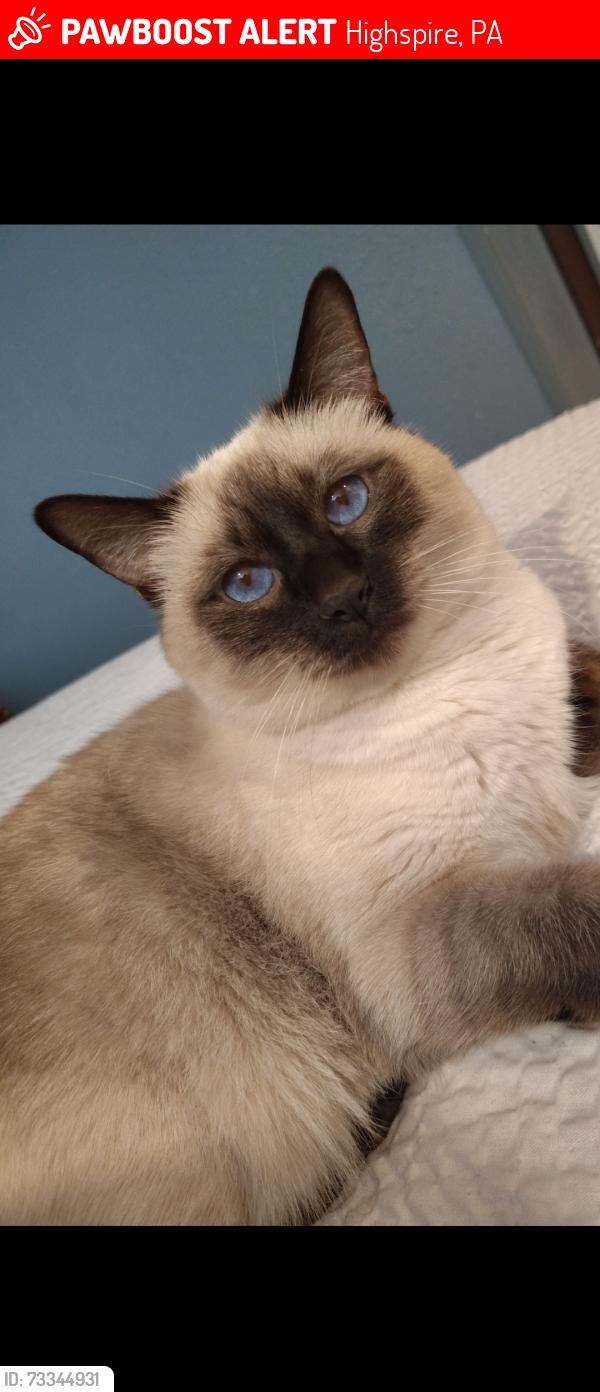 Lost Male Cat last seen 2nd Street and Cherry Ave, Highspire, PA 17034