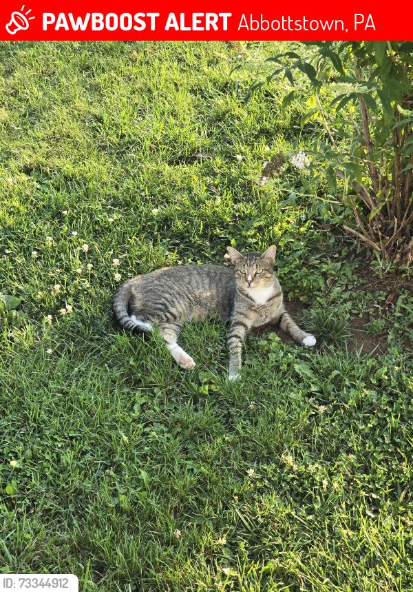 Lost Male Cat last seen Intersection of Pine Run Rd., Brough Rd., and Peepytown Rd., Abbottstown, PA 17301