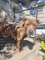 Reunited Male Dog last seen Cedar St & Bonita Ave, Berkeley, CA 94709, USA, Berkeley, CA 94709