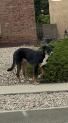 Found/Stray Unknown Dog last seen Kielich and Greenly, Albuquerque, NM 87111